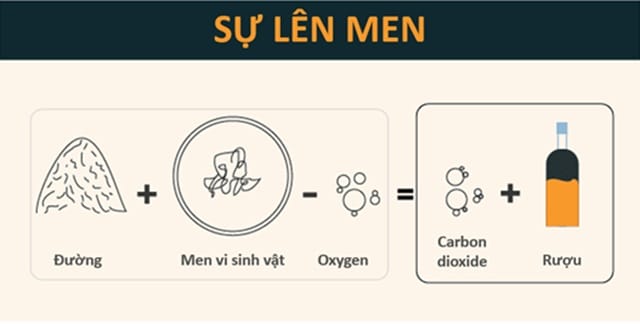 Đường đơn sẽ được chuyển hóa thành ethanol và khí \[CO_{2}\]