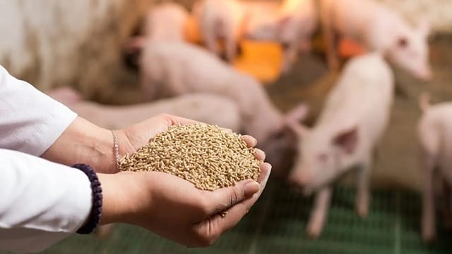 Enzyme thủy phân được sử dụng trong thức ăn chăn nuôi