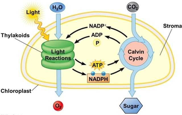 Phản ứng sáng tạo nên hai nguồn năng lượng ATP và NADPH