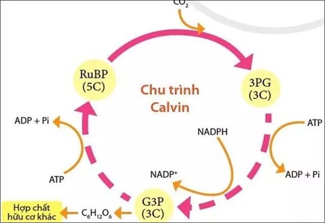 Phản ứng tổng hợp glucozo trong cây xanh diễn ra chủ yếu ở chu trình Calvin