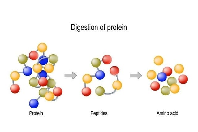 Thủy phân protein sẽ giúp cơ thể hấp thụ dưỡng chất tốt hơn