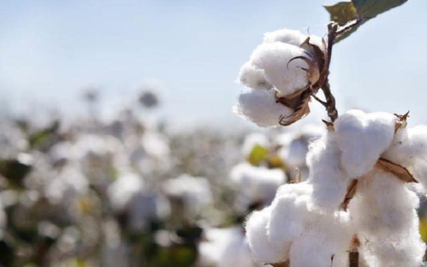 Cellulose được ứng dụng rộng rãi trong đời sống