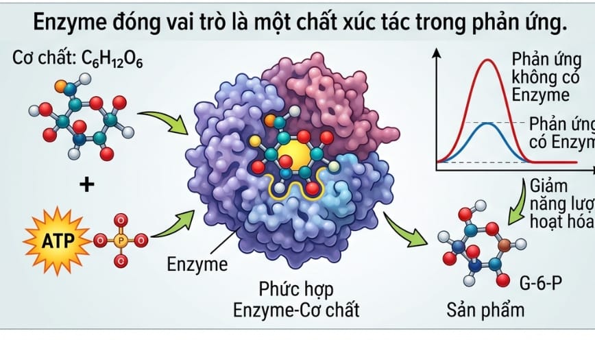Enzyme đóng vai trò là một chất xúc tác trong phản ứng