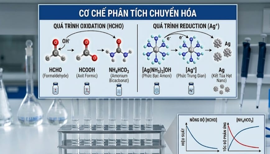 Phân tích cơ chế trong quá trình chuyển hóa